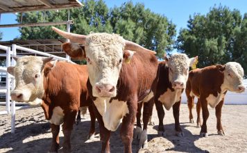Invitan a ganaderos, ejidatarios y pequeños propietarios a participar en programa de “GANADO MEJOR”