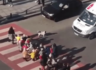 VIDEO VIRAL: Perro callejero ayuda a niños a cruzar la calle y se vuelve una sensación