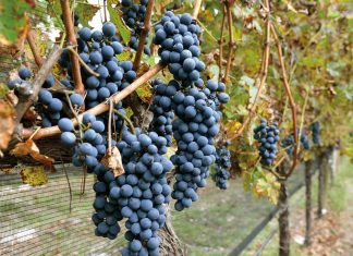 Vinos de Coahuila: orgullo de México